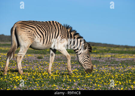 Ebenen Zebras (Equus quagga) Beweidung Frühling Blumen, Addo Elephant National Park, Eastern Cape, Südafrika, Stockfoto