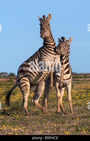 Ebenen Zebras (Equus quagga) kämpfen, Addo Elephant National Park, Eastern Cape, Südafrika, Stockfoto