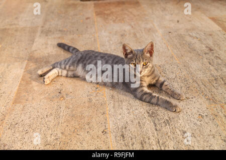 Schöne kleine tabby Kitten liegen auf einem Steinboden beleuchtet durch die untergehende Sonne Stockfoto
