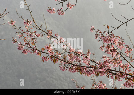 Himalayan Wild Cherry Blossoms (Prunus cerasoides) entlang der Everest Base Camp trek, Khumbu, Nepal Stockfoto