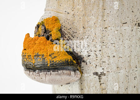 Chaga Pilzzucht auf der Seite eine weisse bellte Aspen Tree Stockfoto