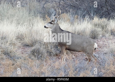 Männliche Rehe (Odocoileus Hemionus) mit Geweih vom Kämpfen - beschädigte Bosque Del Apache NWR, New Mexico Stockfoto