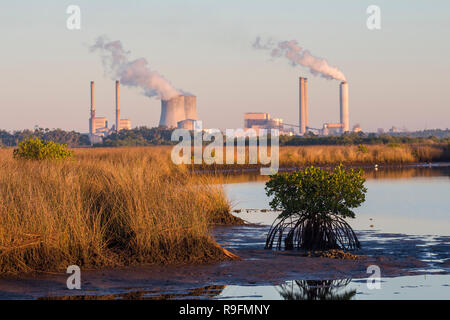 Ein Blick über die salzwiesen Feuchtgebiete der Duke Energy Crystal River Komplex auf einem 4.700 Hektar großen Gelände in der Nähe der Mündung des Crystal River in Florida Stockfoto