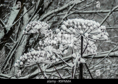 Schnee geladen getrockneten Blütenköpfe der gemeinsamen Scharfkraut, vor dem Hintergrund der Branchen. Close-up. Naturschutzgebiet "Riethoek' (Reedcorner), Amsterdam Sou Stockfoto