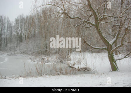 Wheeping Willow Tree am Rande des Wassers zwischen Schilf, Büsche und generische Bäume auf ein schwaches verschneiten Tag. Naturschutzgebiet "Riethoek' (Reedcorner) NL Stockfoto