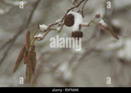 Männliche und weibliche Kätzchen der Schwarzerle mit Schnee bedeckt. Ein Winter close-up im Naturschutzgebiet "Riethoek' (Reedcorner), Amsterdam Südost, Th Stockfoto