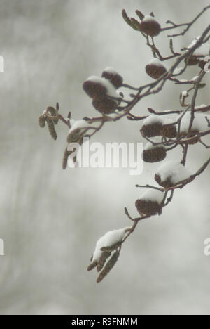 Männliche und weibliche Kätzchen der Schwarzerle mit Schnee bedeckt. Ein Winter close-up im Naturschutzgebiet "Riethoek' (Reedcorner), Amsterdam Südost, NL Stockfoto