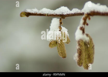 Schneebedeckten Zweig mit männlichen und weiblichen Kätzchen der Hazel tree. Ein Winter hautnah. Geringe Tiefenschärfe. Naturschutzgebiet "Riethoek' (Reedcorner) Stockfoto