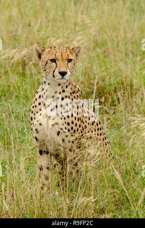 Gepard (Acinonyx jubatus) Umfragen Umwelt in Tansania, Afrika Stockfoto