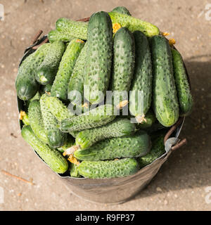 Frisch organische Gurken in einem alten Metall Eimer geerntet. Stockfoto