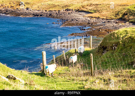 Duntulm von den Ruinen von Duntulm Castle, Isle of Skye - Schottland gesehen. Stockfoto