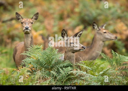 Red Deer; Cervus elaphus Drei; Weibchen London, UK Stockfoto