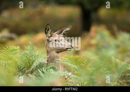Red Deer; Cervus elaphus Einzelnen weiblichen London, UK Stockfoto