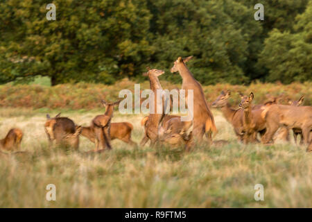 Red Deer; Cervus elaphus Herde; zwei Hinds Sparring London, UK