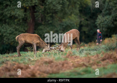 Red Deer; Cervus elaphus two; Hirsche; Großbritannien Stockfoto