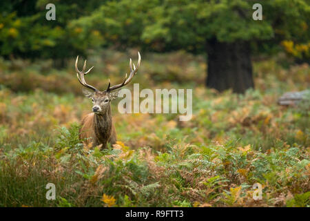 Red Deer; Cervus elaphus Single; Stag; Großbritannien Stockfoto