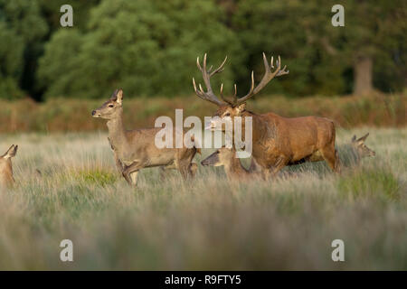 Rothirsch; Cervus elaphus Herde; Stag Chasing Hind; Großbritannien Stockfoto