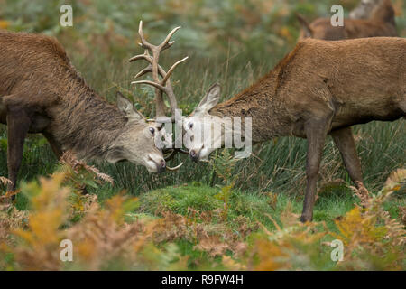 Rothirsche; Cervus elaphus two; Hirsche Sparring; Großbritannien Stockfoto