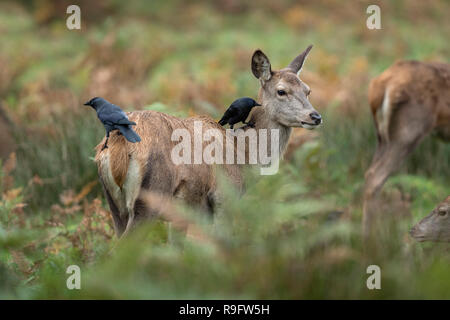 Red Deer; Cervus elaphus three; einer mit Jackdaws auf dem Rücken; Großbritannien Stockfoto