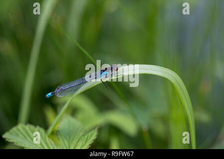 Red Eyed Damselfly; Erythromma viridulum Einzelne männliche Cambridgeshire, Großbritannien Stockfoto