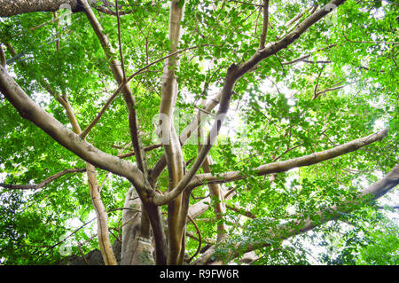 Big Tree Ficus moraceae auf Stein morgen Sonnenlicht/Große Moreton Bay Feigenbaum Ficus macrophylla Stockfoto