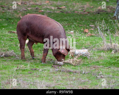 Iberische schweine Weiden und essen Eicheln in der dehesa in Salamanca, Spanien Stockfoto