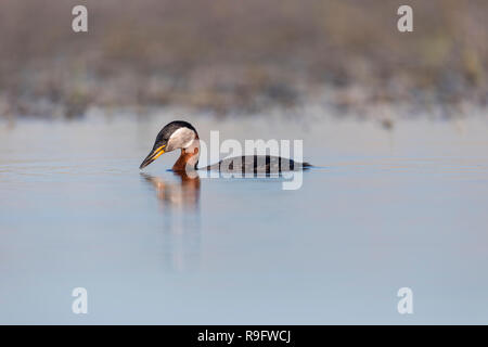 Red Necked Grebe Podiceps grisegena ; Ungarn Stockfoto
