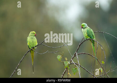 Ring Necked Parakeet; Psittacula krameri Zwei; Männlich und Weiblich London, UK Stockfoto