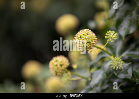 Ivy Blumen; Hedera Cornwall, UK Stockfoto
