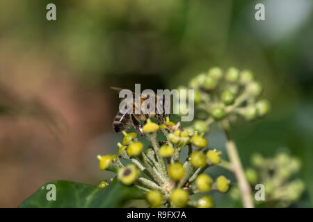 Ivy Bergbau Biene ; Colletes hederae Single auf Efeu Blumen Cornwall, UK Stockfoto