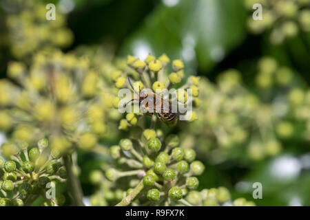 Ivy Bergbau Biene ; Colletes hederae Single auf Efeu Blumen Cornwall, UK Stockfoto