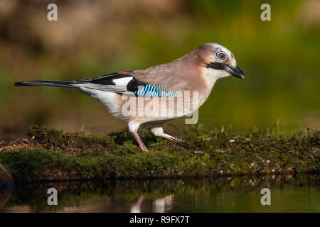 Eichelhäher Garrulus glandarius; einzelne am Wasser Cornwall, UK Stockfoto