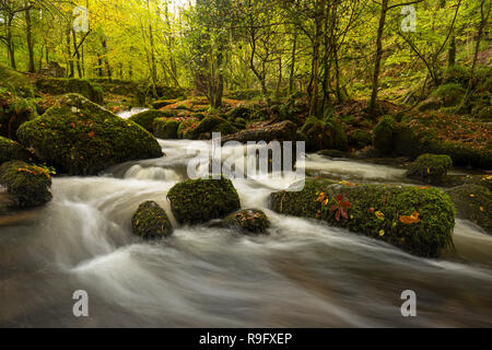 Kennall Vale; Cornwall, UK Stockfoto