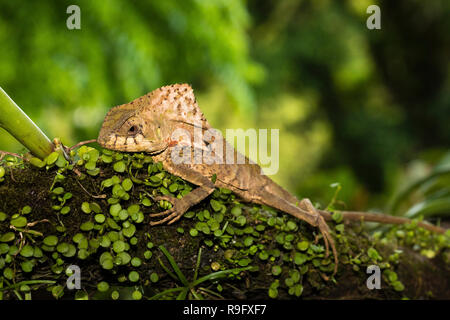 Behelmte basilisk Lizard in der Arenal Region von Costa Rica Stockfoto