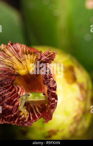 Fleischmanns Glas Frosch, Costa Rica Stockfoto