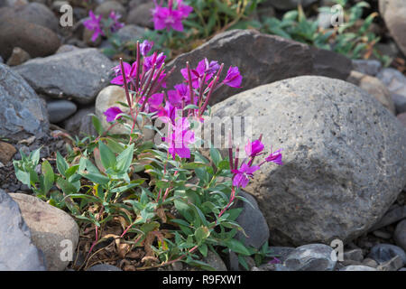 Arktisches Weidenröschen, Breitblättriges Chamaenerion Weidenröschen, Epilobium latifolium, Latifolium, Chamerion latifolium, dwarf Fireweed, Fluss. Stockfoto