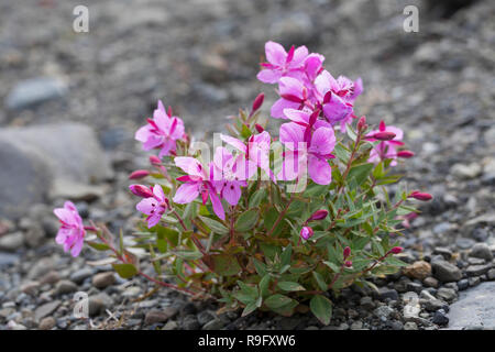 Arktisches Weidenröschen, Breitblättriges Chamaenerion Weidenröschen, Epilobium latifolium, Latifolium, Chamerion latifolium, dwarf Fireweed, Fluss. Stockfoto