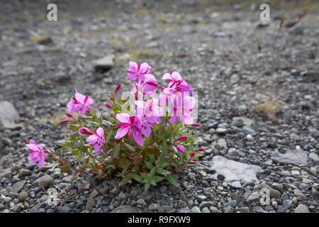 Arktisches Weidenröschen, Breitblättriges Chamaenerion Weidenröschen, Epilobium latifolium, Latifolium, Chamerion latifolium, dwarf Fireweed, Fluss. Stockfoto