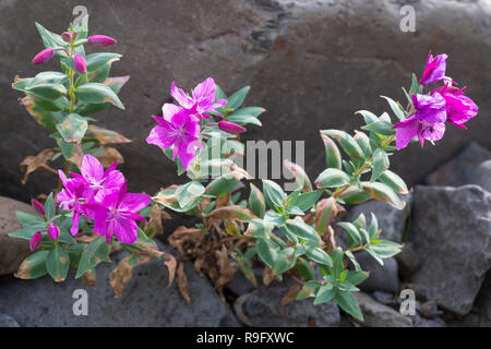 Arktisches Weidenröschen, Breitblättriges Chamaenerion Weidenröschen, Epilobium latifolium, Latifolium, Chamerion latifolium, dwarf Fireweed, Fluss. Stockfoto