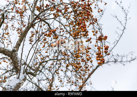 Krabbe Äpfel auf einem Baum im Dezember, Baumstamm im hellen Schnee bedeckt; Nellemanns haben, Fjerritslev, Dänemark Stockfoto