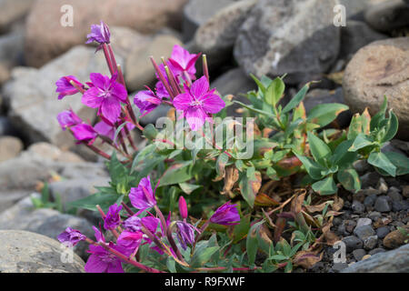 Arktisches Weidenröschen, Breitblättriges Chamaenerion Weidenröschen, Epilobium latifolium, Latifolium, Chamerion latifolium, dwarf Fireweed, Fluss. Stockfoto