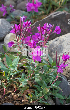 Arktisches Weidenröschen, Breitblättriges Chamaenerion Weidenröschen, Epilobium latifolium, Latifolium, Chamerion latifolium, dwarf Fireweed, Fluss. Stockfoto