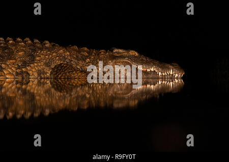 Nilkrokodil (Crocodylus niloticus) Nachts, Zimanga Private Game Reserve, KwaZulu-Natal, Südafrika Stockfoto