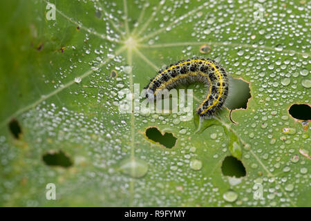 Großer weißer Schmetterling raupe ; Pieris brassicae Single auf kapuzinerkresse Scilly-inseln, Großbritannien Stockfoto