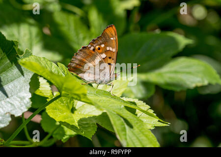 Weniger Lila Kaiser Schmetterling; Colias ilia Ungarn Stockfoto