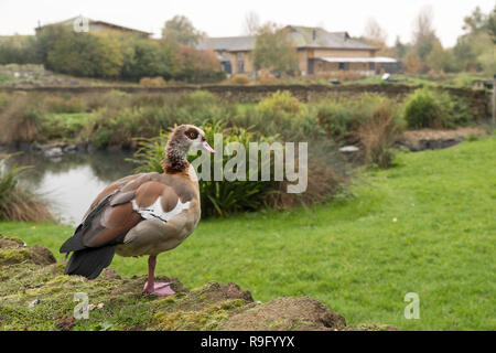 London Wetland Centre; ägyptische Gans; UK Stockfoto