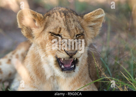 Lion cub Gähnen und lächelnd auf der Suche sehr lustig Stockfoto