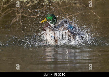 Stockente, Anas platyrhynchos Einzelne männliche Baden Cornwall, UK Stockfoto