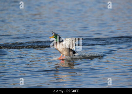 Stockente, Anas platyrhynchos Einzelne männliche im Flug Cornwall, UK Stockfoto