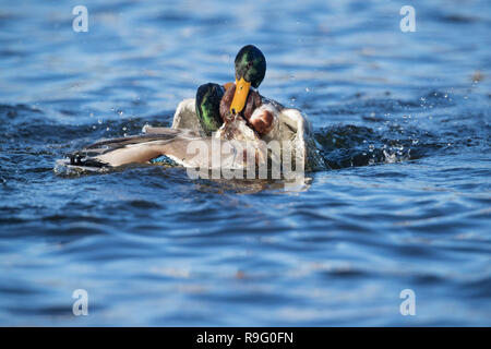 Stockente, Anas platyrhynchos Zwei; Männer kämpften, Cornwall, UK Stockfoto